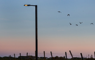 Solar light pole wildlife friendly lighting solution